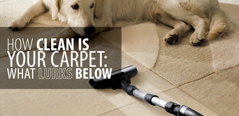 How Clean Is Your Carpet: What Lurks Below?